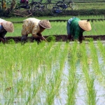 Para petani sedang melakukan penanaman padi.