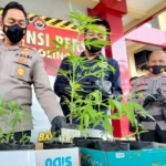 Petugas dari Polres Probolinggo saat menunjukkan barang bukti berupa tanaman ganja yang diperoleh dari 10 tersangka.