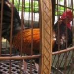 Ayam Bekisar asal Trenggalek. foto: ilustrasi