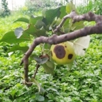 Ilustrasi buah apel terkena penyakit mata ayam. foto: balitjestro