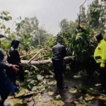 Petugas saat mengevakuasi pohon jati yang tumbang di Sumenep.