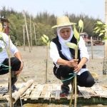 Gubernur Khofifah saat menanam bibit mangrove di Romokalisari Adventure Land, Surabaya.