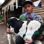 Slamet saat menggendong anak sapinya yang bermata tiga. foto: RONY S/ BANGSAONLINE