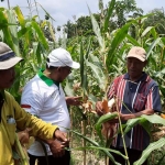 Para petani jagung di Tuban saat menggunakan RKM.