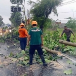 Petugas dari BPBD Kabupaten Blitar bersama TNI-Polri saat mengevakuasi pohon tumbang akibat angin kencang.