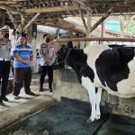 Petugas saat meninjau sapi perah di Kabupaten Blitar.