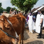 Bupati Kediri Hanindhito Himawan Pramana saat memantau pasar hewan.