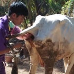 Petugas sedang melakukan IB di salah satu ternak sapi milik warga.