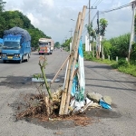 Lubang di salah satu ruas jalan di Kabupaten Kediri yang terpaksa diberi tanda berupa pohon randu oleh warga. foto: Muji Harjita/ Bangsaonline.com