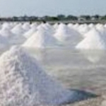 Produksi PT. Garam Persero Sampang meningkat.