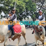 Dua ekor sapi besar yang dinaiki perserta kirab Pemilu 2024 dari Kawasan Simpang Lima Gumul, Kabupaten Kediri. Foto: MUJI HARJITA/ BANGSAONLINE