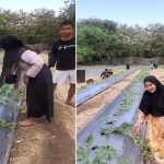 Mahasiswa KKN UTM menunjukkan kebun semangka inisiatif mereka di Desa Kebun.