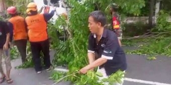 Pohon Tumbang di Jalan Raya Ngerong Sebabkan Kemacetan Panjang