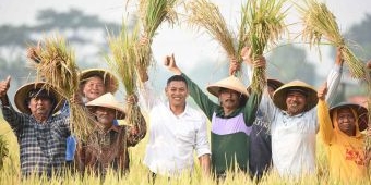 Wali Kota Kediri Panen Raya Padi, Hasilkan 7-8 Ton per Hektare