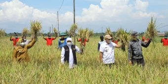 Pacu Peningkatan Produktivitas Pertanian, Gubernur Khofifah Panen Raya Padi di Ponorogo