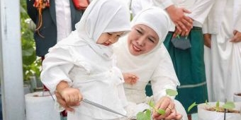Gubernur Khofifah Ajak Cucu Tanam dan Panen Golden Melon di Green House Masjid Al Akbar