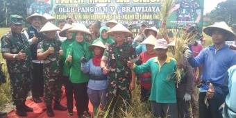 Pangdam V Brawijaya Pimpin Panen Raya Padi di Ngawi