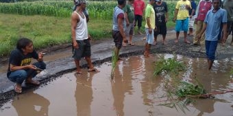 Jalan Rusak, Puluhan Warga Desa Ngepoh Probolinggo Gelar Aksi Tanam Padi dan Mancing di Tengah Jalan
