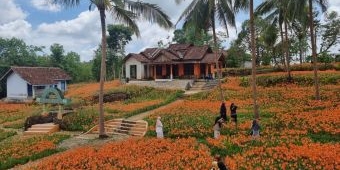 Taman Bunga Amarilis Gunungkidul Yogyakarta