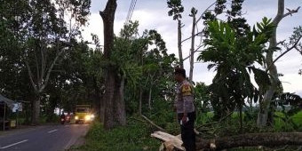Angin Kencang, Warga Jember Tewas Tertimpa Pohon Tumbang