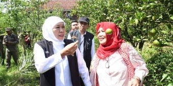 Safari Ramadhan, Gubernur Khofifah Kunjungi Kebun Buah Organik Asosiasi Mitra Tani Unggul Jember