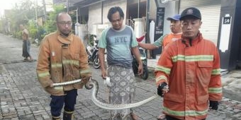 Damkar Gresik Tangkap Ular Piton 2 Meter di Rak Piring Warga