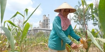 SIG Fasilitasi 361 Petani Sanggem Garap Lahan Seluas 119,25 Hektare di Rembang