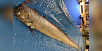 ​Ikan Dasar Laut Tertangkap, Jepang Khawatir segera Tsunami