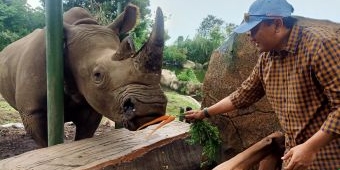 Bupati Pasuruan Resmikan Feeding Rhino di Baobab Safari Resort, Serunya Berinteraksi dengan Badak
