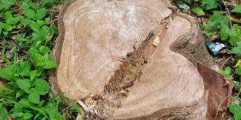 Penebangan Pohon di Sumber Air Kediri Marak, Pelaku Bisa Dipidanakan