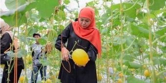 Resmikan Green House Masjid Al-Akbar, Khofifah Lakukan Panen Perdana dan Cicipi Golden Melon