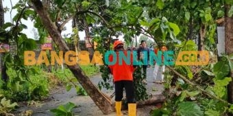 Antisipasi Pohon Tumbang, BPBD Jember Terjunkan Tim Pemangkas