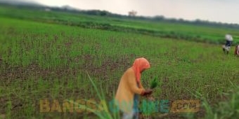 Alokasi Pupuk Subsidi Diduga Tidak Merata, Petani di Sampang Mengaku Tak Dapat Jatah