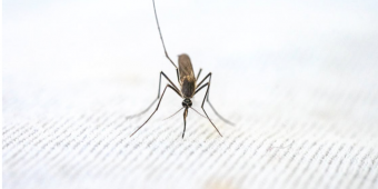 Dijamin Bakal Minggat! 4 Cara ini Ampuh untuk Cegah Nyamuk Mengigit Orang Satu Rumah
