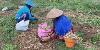 Gagal Panen, Petani Bawang Merah di Tuban Rugi Puluhan Juta