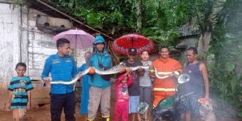 Sering Mangsa Hewan Ternak, Ular Piton Sepanjang 2,5 Meter Diamankan Damkar Tuban