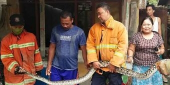 Masuk Kandang Ayam, Damkar Gresik Tangkap Piton Sepanjang 4 Meter