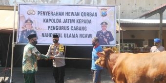Polres Ngawi Serahkan Sapi Kurban ke NU dan Muhammadiyah