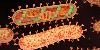 Kemenkes Waspadai Potensi Penularan Virus Marburg
