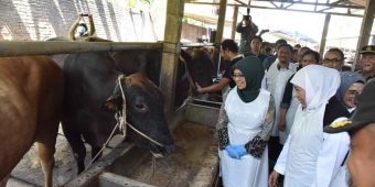 Sidak ke Sidoarjo, Gubernur Khofifah Pastikan Stok Hewan Kurban di Jawa Timur Aman