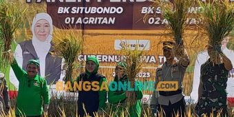 Panen Perdana Padi BK 01-02, Gubernur Khofifah: Ikhtiar Bupati Situbondo Sejahterakan Masyarakat