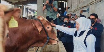 Jelang Idul Adha, Gubernur Khofifah Blusukan ke Kandang Ternak di Lamongan