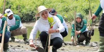 Jaga Ekosistem Mangrove, Gubernur Khofifah: Kuatkan Sinergi Hulu Hilir