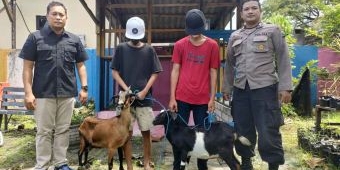 Curi Kambing, 2 ABG di Gresik Ditangkap Polisi