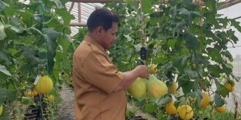 Sukses Budidaya Melon Konsep Greenhouse, Perangkat Desa Tanjangawan Beberkan Resepnya