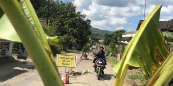 Jalan Tak Kunjung Diperbaiki, Warga Sumberagung Tulungagung Tanami Pohon Pisang