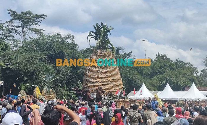 Ratusan Warga Berebut Nanas di Pineapple Festival 2023