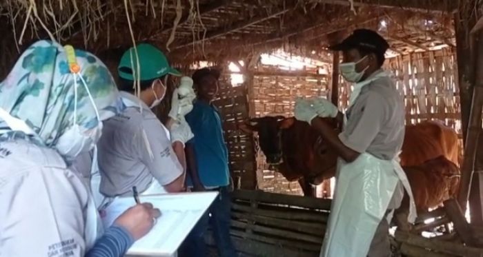 Hewan Ternak Sapi di Sampang Mulai Disuntik Vaksin Pencegah PMK