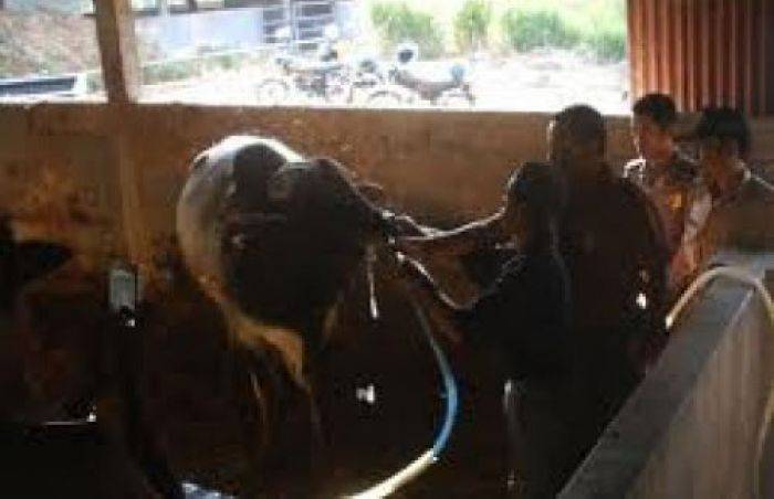 Lagi, Polisi Gerebek Praktek Sapi Gelonggongan di Krian Sidoarjo Lagi, Polisi Gerebek Praktek Sapi Gelonggongan di Krian Sidoarjo