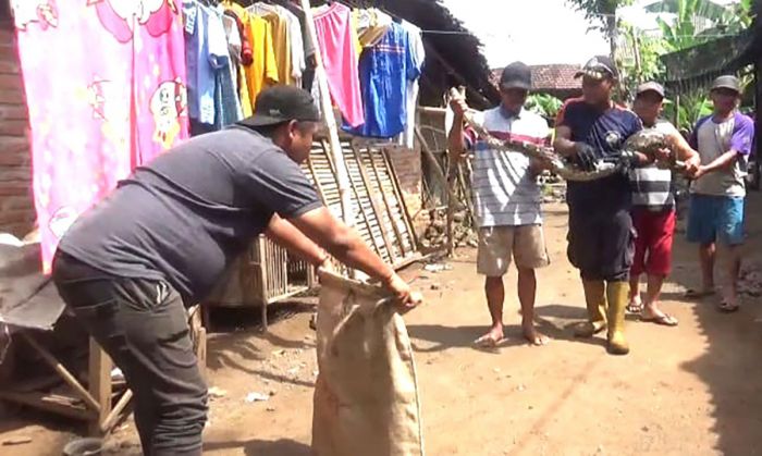 Kerap Memangsa Ternak Warga, Ular Sanca Sepanjang 4 Meter di Jombang Ditangkap